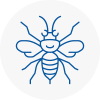 Brierly Hill Hornet Nest Removals