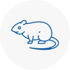 Rat Control Brierly Hill