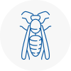 Brierly Hill Wasp Nest Removal